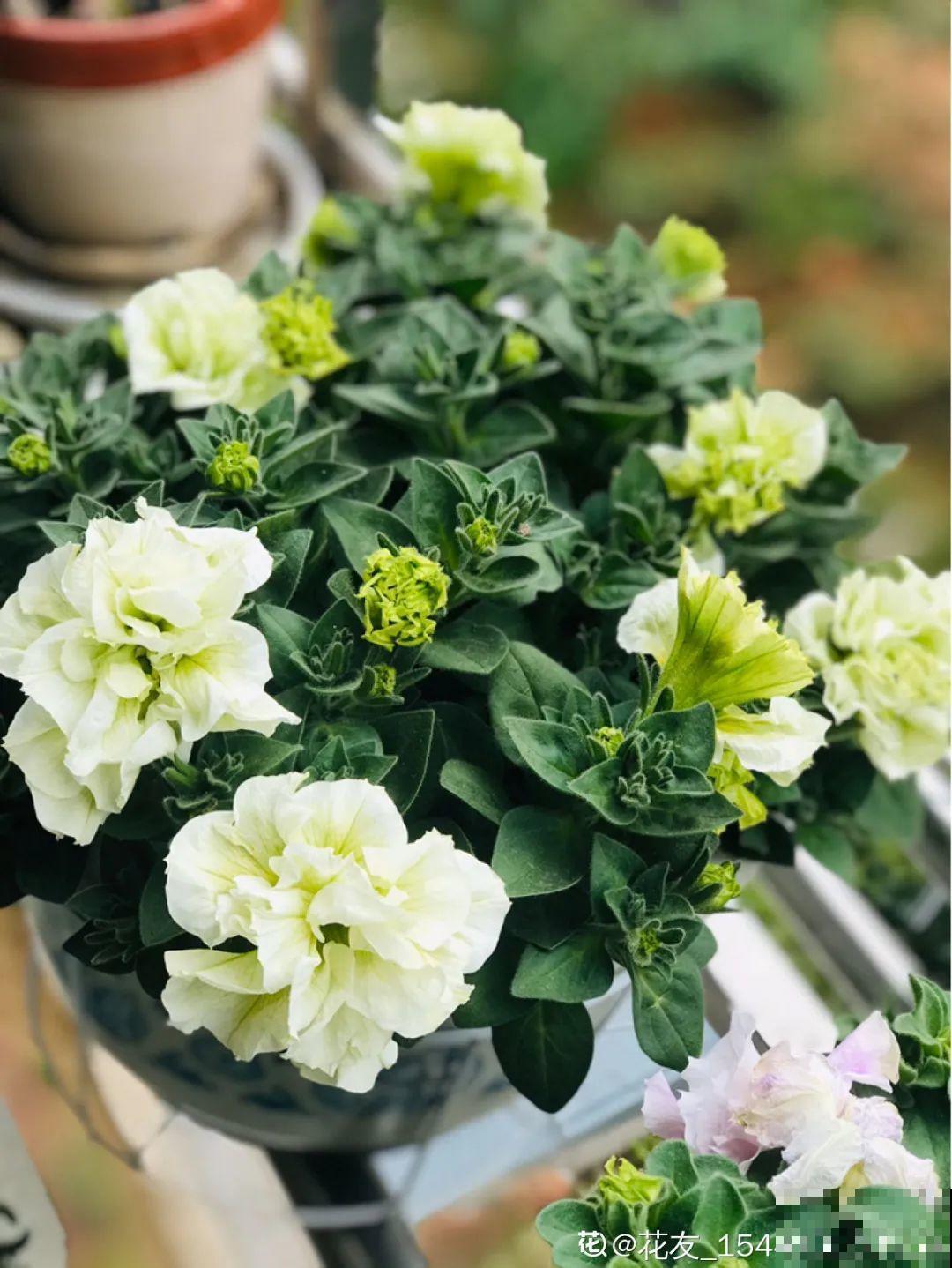 春天养盆绿色花,看着清爽干净,今年一定要养一盆 春天养盆绿色花,看着清爽干净,今年一定要养一盆