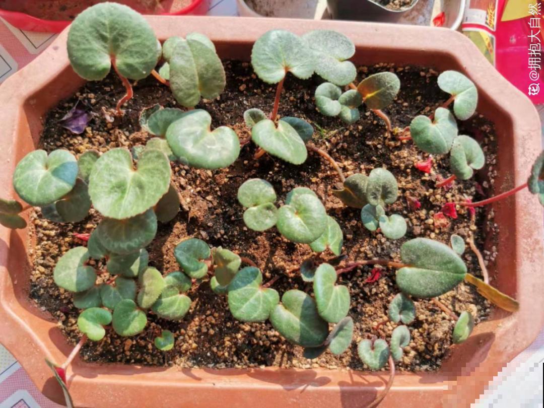 20种花不用买，开完花等20天，爆出好多种子！