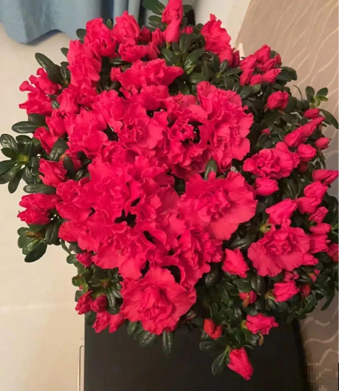 初春浇水要谨慎，浇水浇不对，小心全军覆没