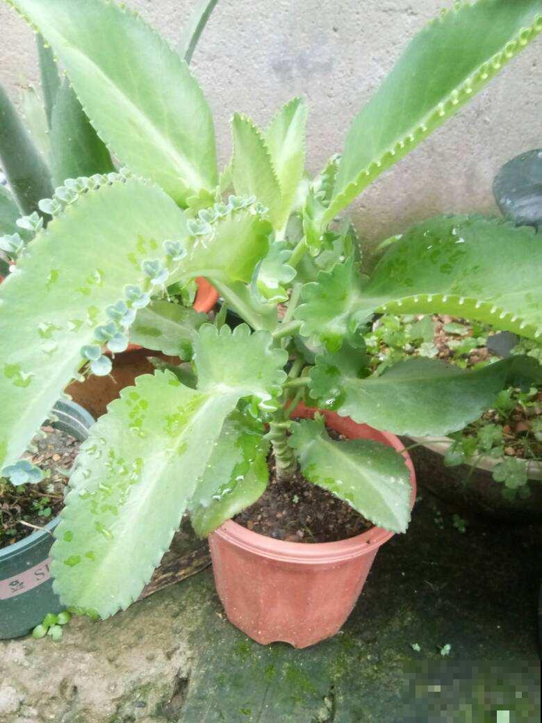 夏天养花不好养,那是你没见过这4种,一碰土就能活! 夏天养花不好养,那是你没见过这4种,一碰土就能活!