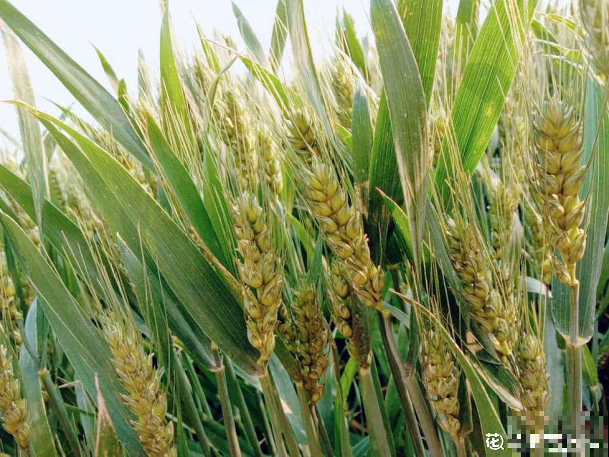 啤酒为什么叫啤酒？都是因为这种花，加入一点口感变好！