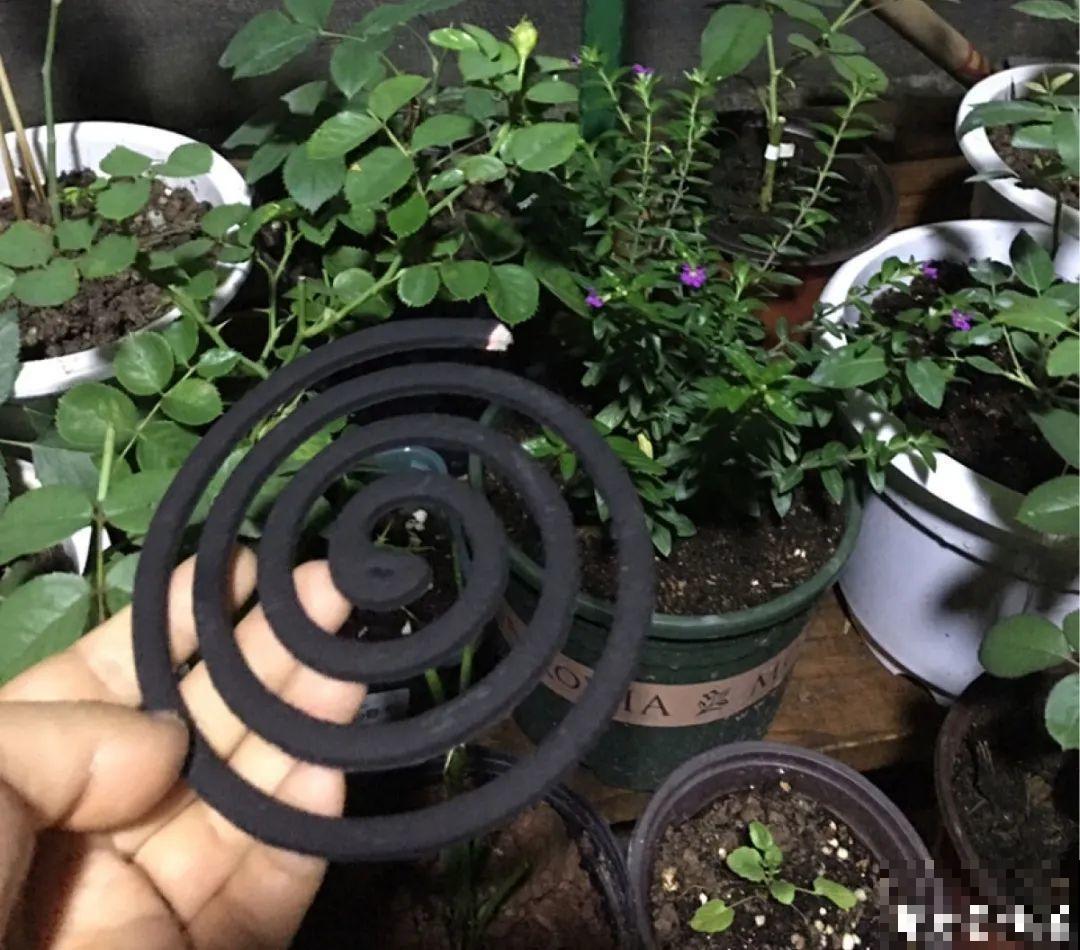 自制杀虫剂，7天喷一次，养花特干净