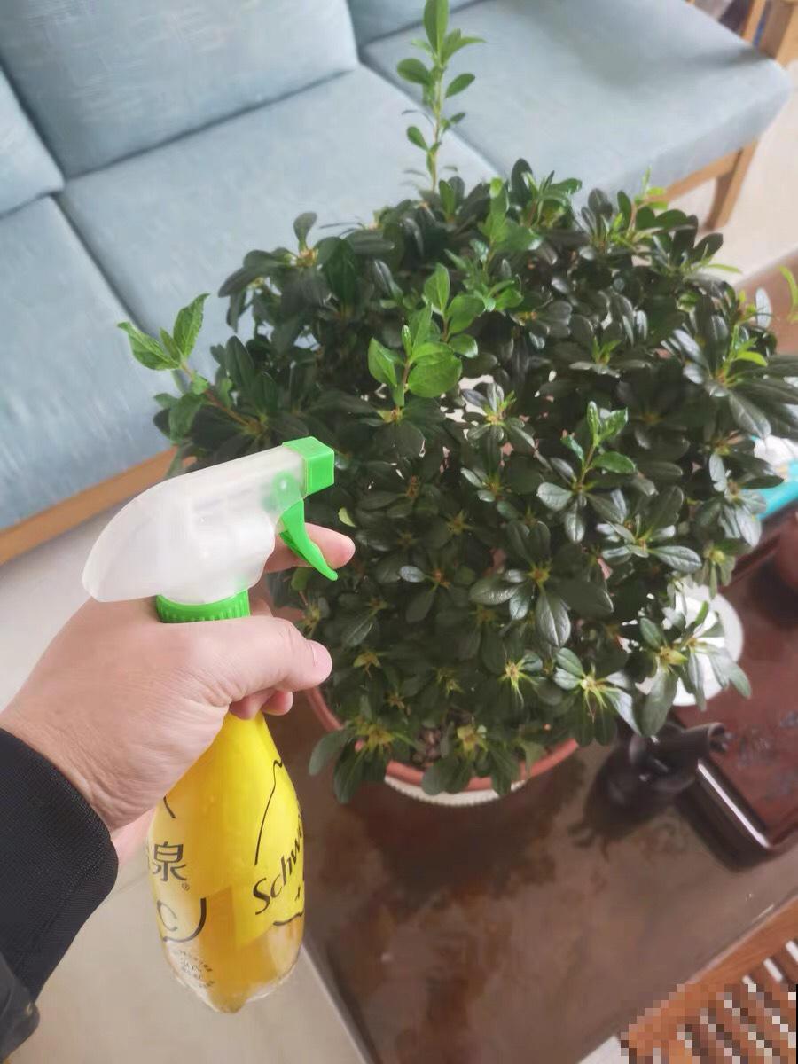 养花必备硫酸亚铁,叶子变绿了,小芽呼呼冒 养花必备硫酸亚铁,叶子变绿了,小芽呼呼冒