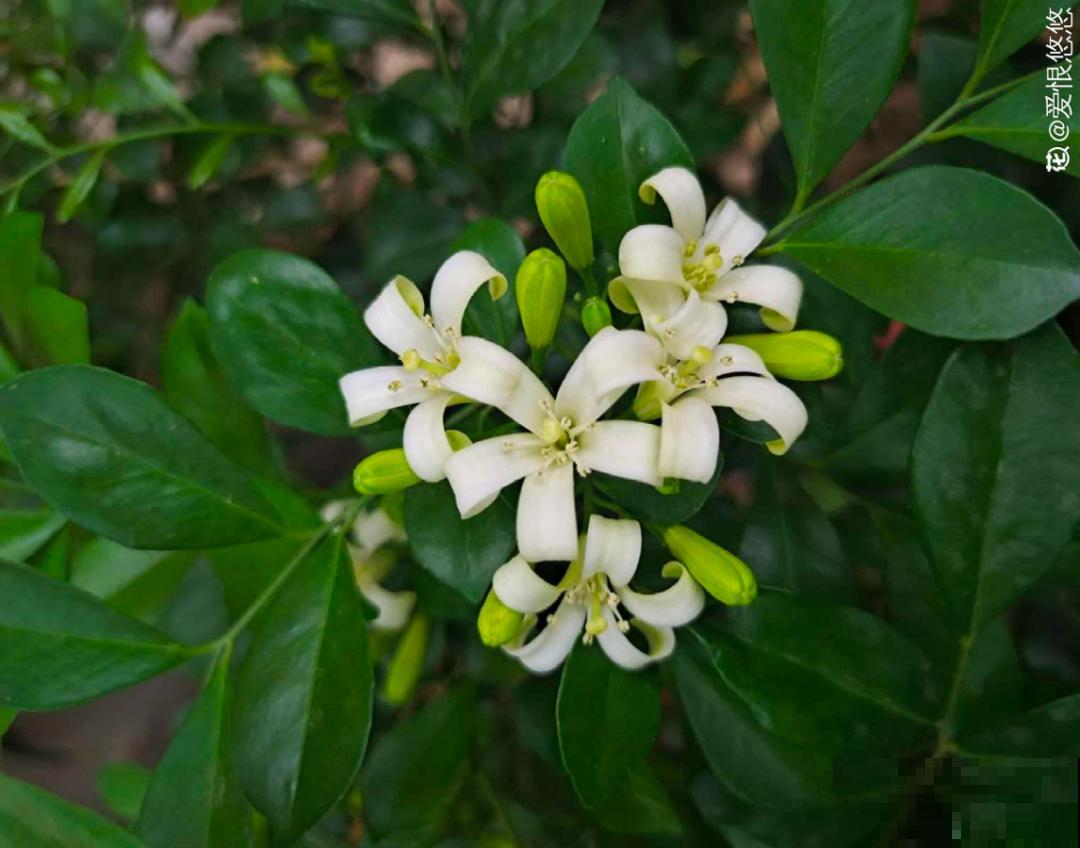 5月出门,收下这份百花图谱,啥花都能叫上名! 5月出门,收下这份百花图谱,啥花都能叫上名!