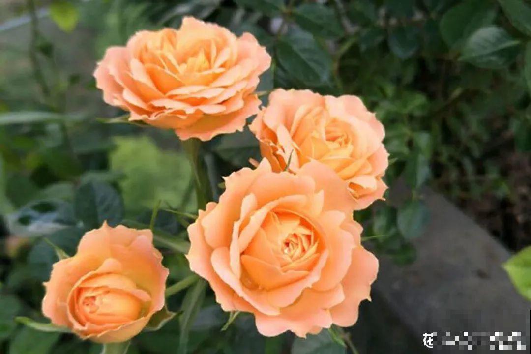 50种月季，各有各的美，哪一种是你的“菜”？