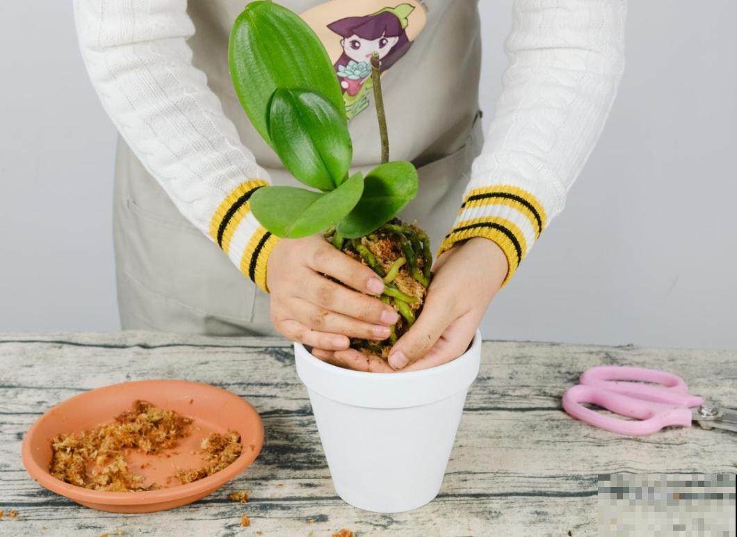 蝴蝶兰现在还不换盆，水苔容易发霉 ，越长越差劲