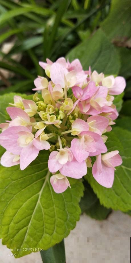 养花要学会“断舍离”，多买有用的，少买没用的