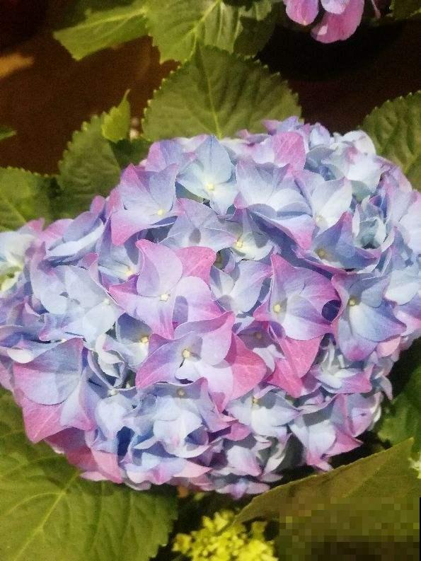 绣球叶子焦边，赶紧浇水，这是缺水信号！