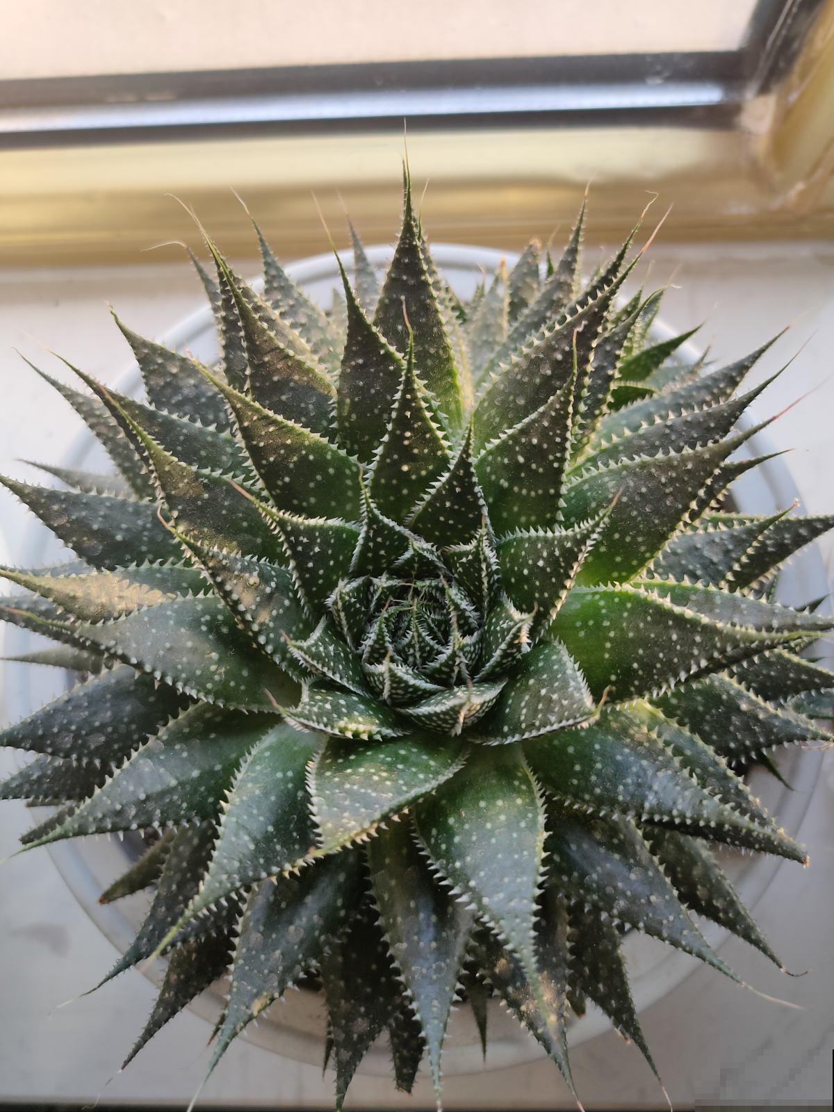 卧室植物这么摆,设计感好,又睡得香 卧室植物这么摆,设计感好,又睡得香