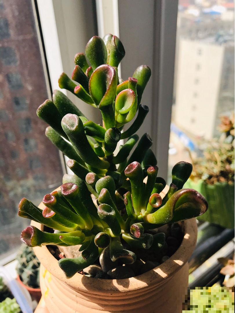 家里养盆招财多肉，颜色鲜艳喜庆，越养越喜欢