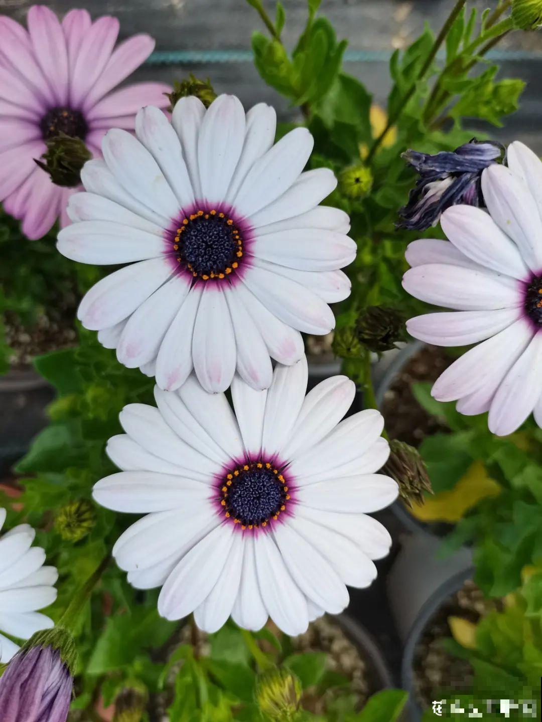 8种花一开就泛滥,个个爆成大花球,一年能开4、5次! 8种花一开就泛滥,个个爆成大花球,一年能开4、5次!