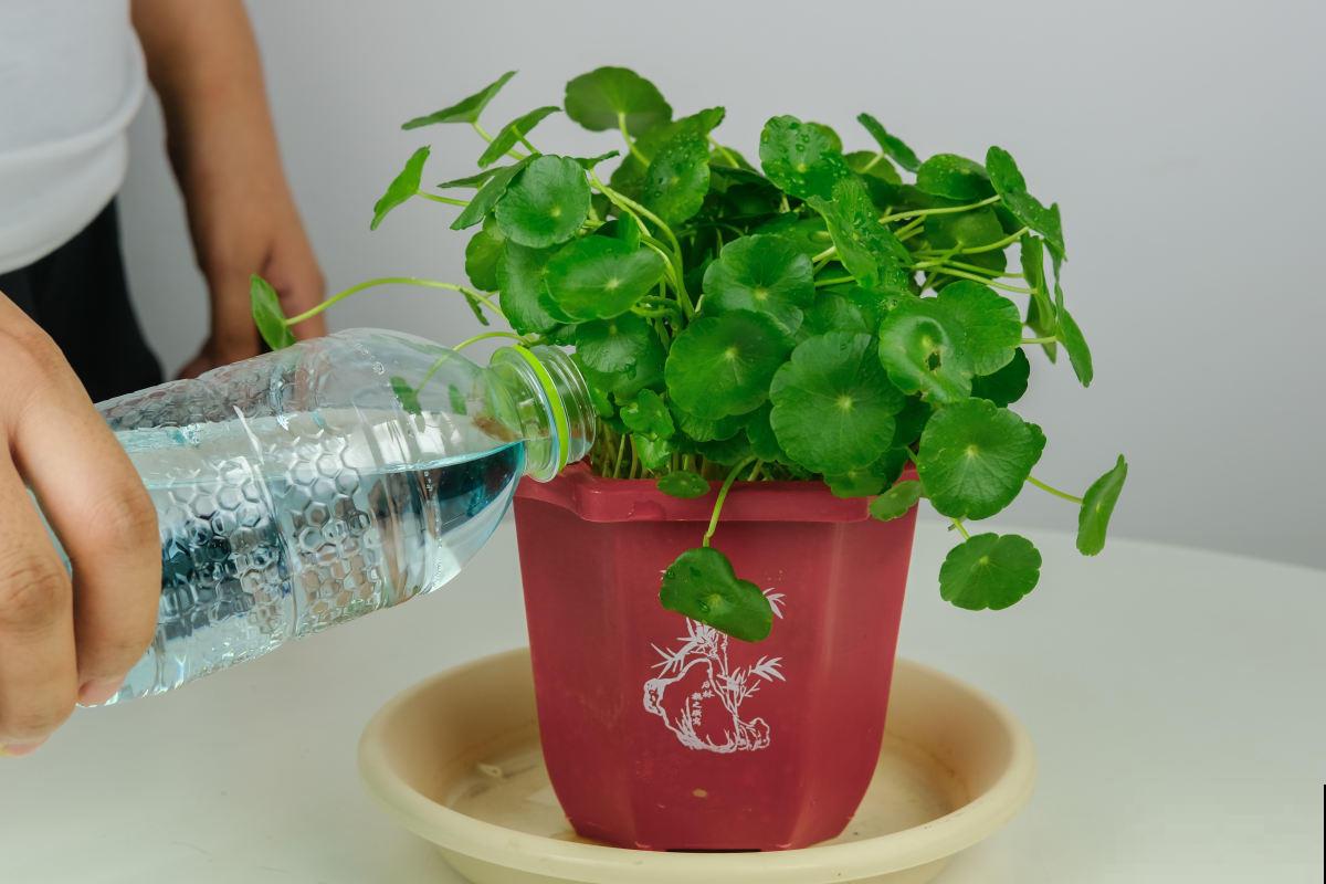 家里这些水不要随便倒掉，用来养花有奇效，废物利用花还长得旺！