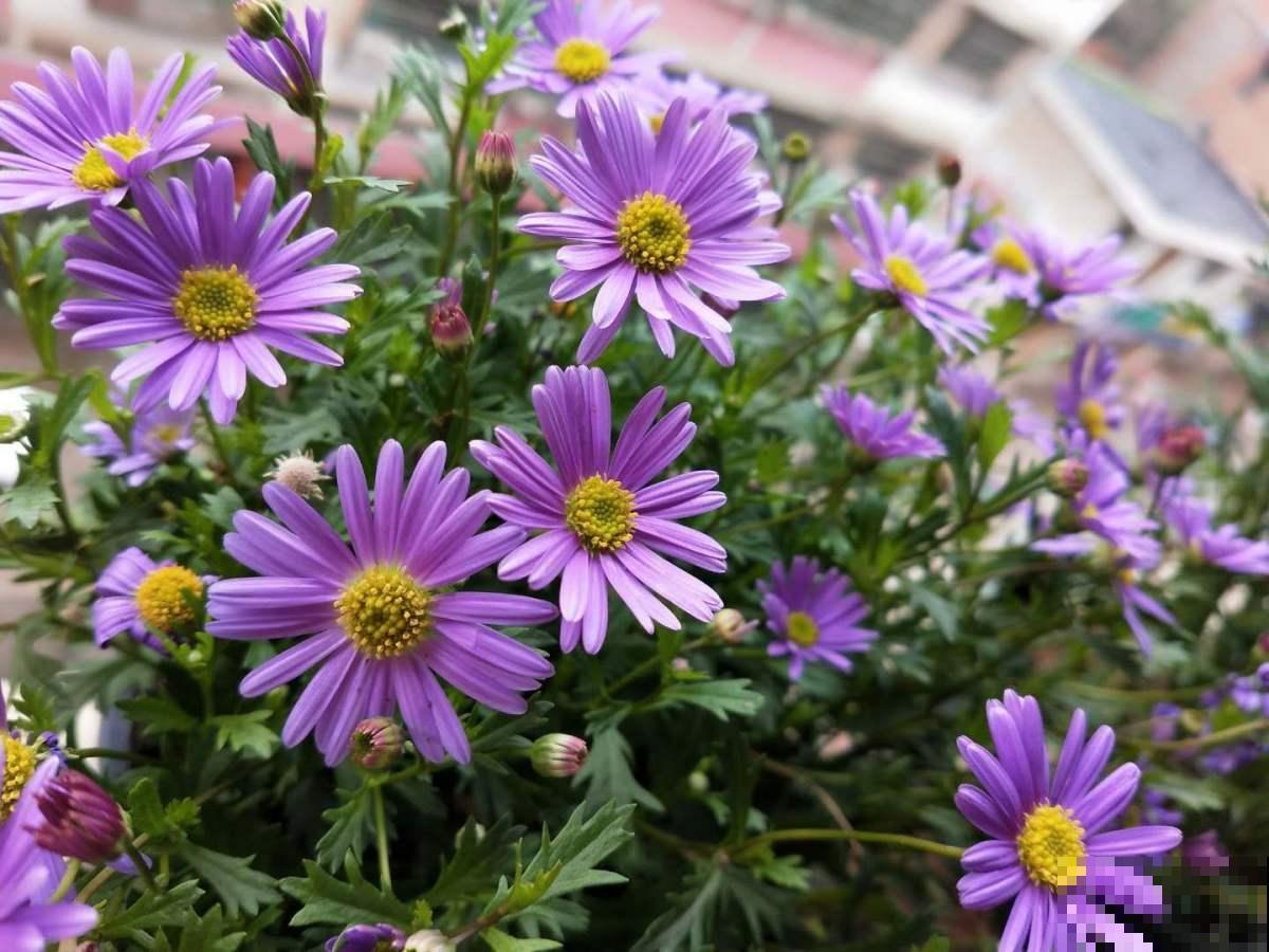 养花记住“两多”,养开花没问题,新手也能养爆盆 养花记住“两多”,养开花没问题,新手也能养爆盆