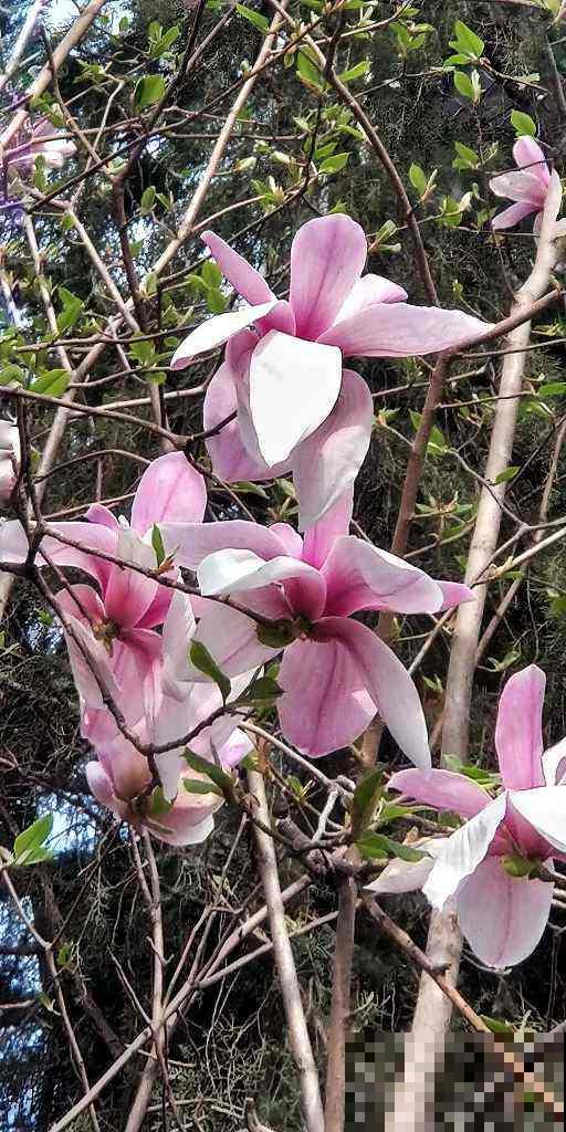 路边的树一开花,简直美翻了,远看像是蓝色的“雾” 路边的树一开花,简直美翻了,远看像是蓝色的“雾”