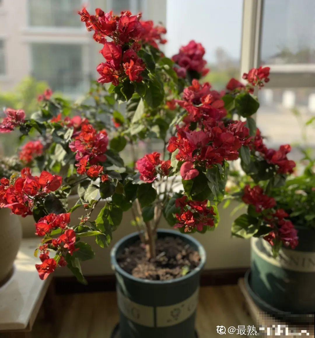 天热了，20种花最怕浇水，浇得越多，死得越快！