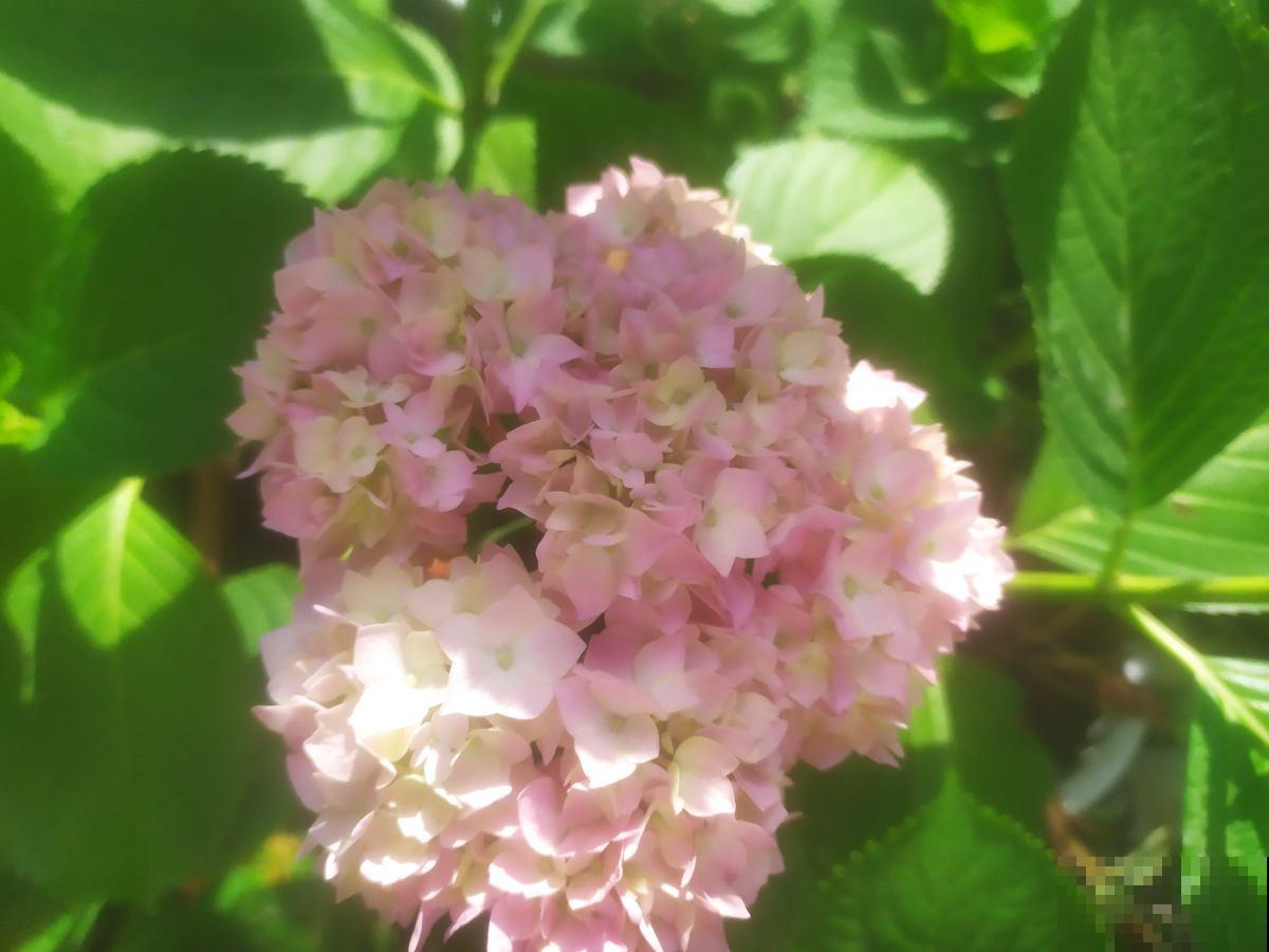 这些花很爱水，天气一热赶紧加水，不然马上黄叶！