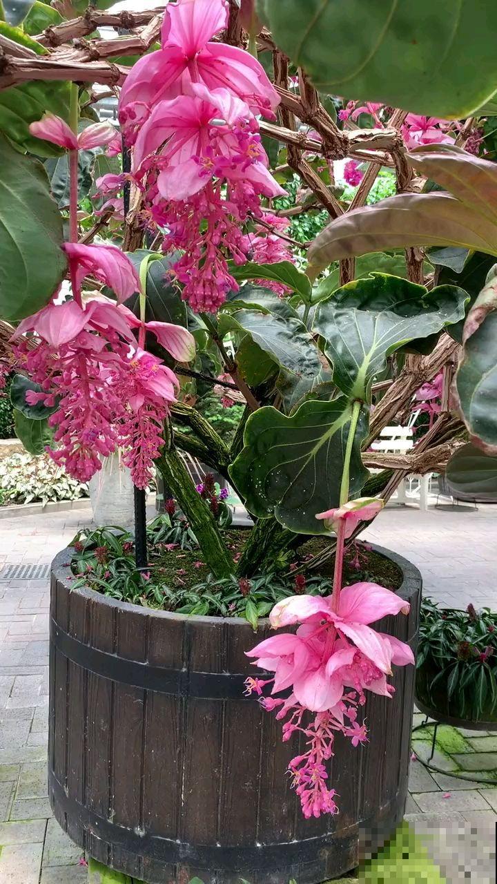 3种花购时不能贪便宜，很容易买到假货，还可能投诉无门