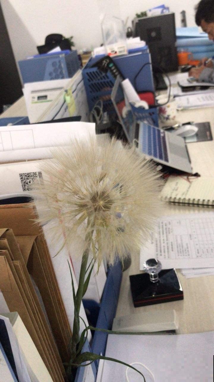 “大号蒲公英”超可爱,越养越好看,年年都能发新芽 “大号蒲公英”超可爱,越养越好看,年年都能发新芽