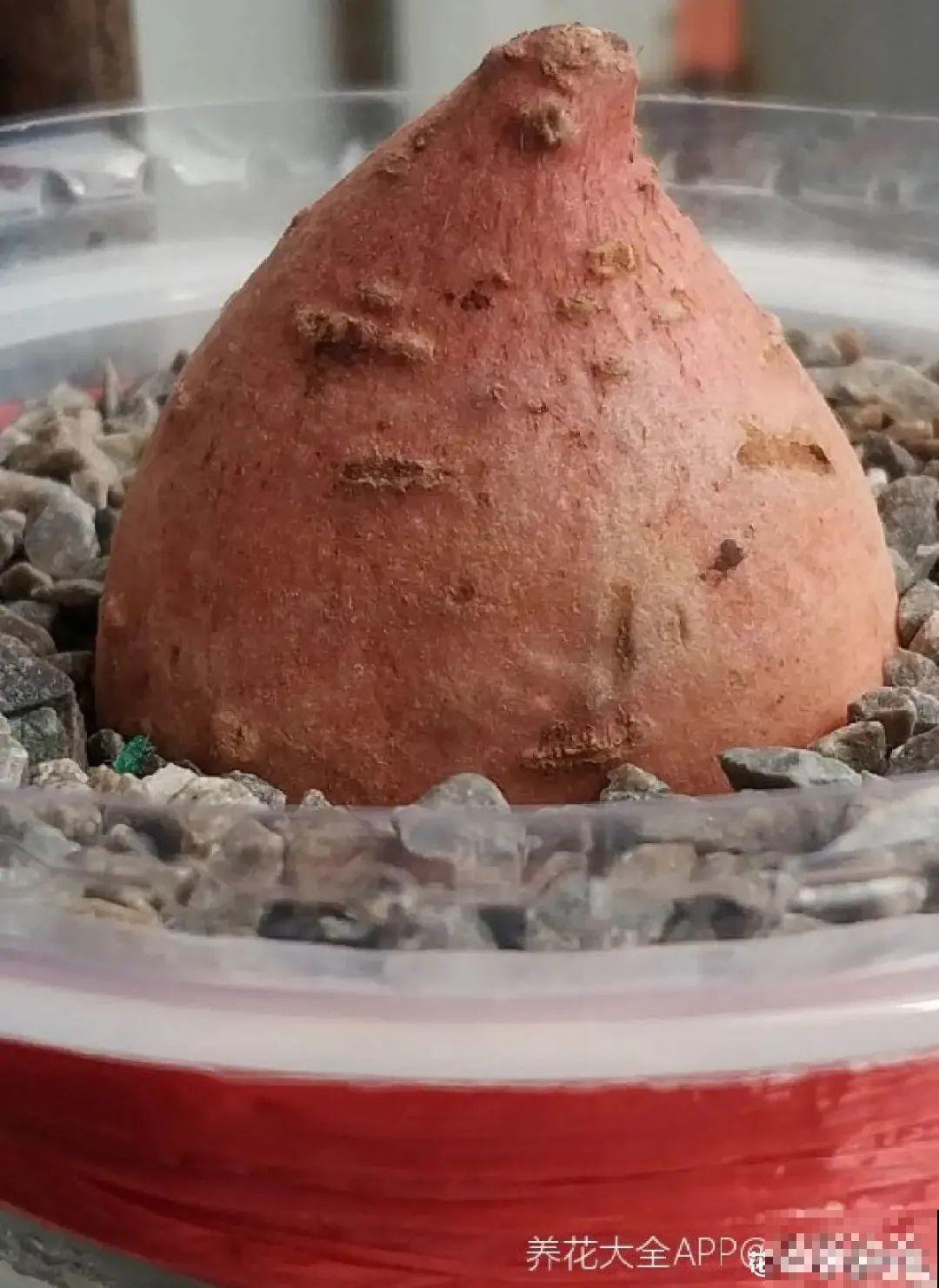 玉米棒子插水里，比绿植长得快，长成清新小盆栽