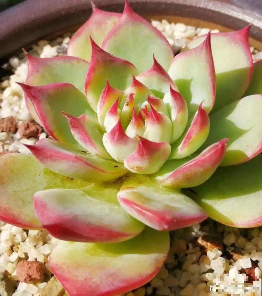 初春浇水要谨慎，浇水浇不对，小心全军覆没