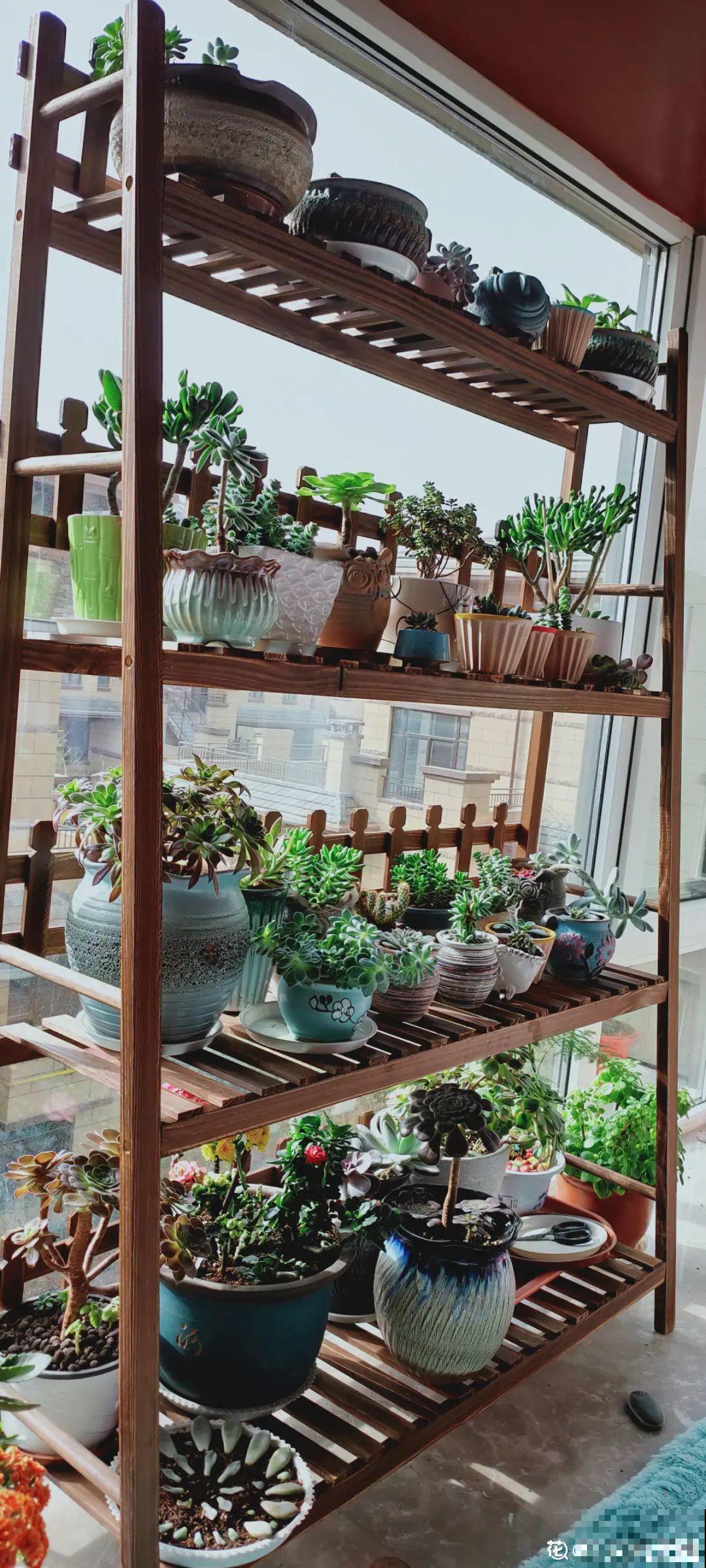 阳台虽小，种点花草，也能变成小花园