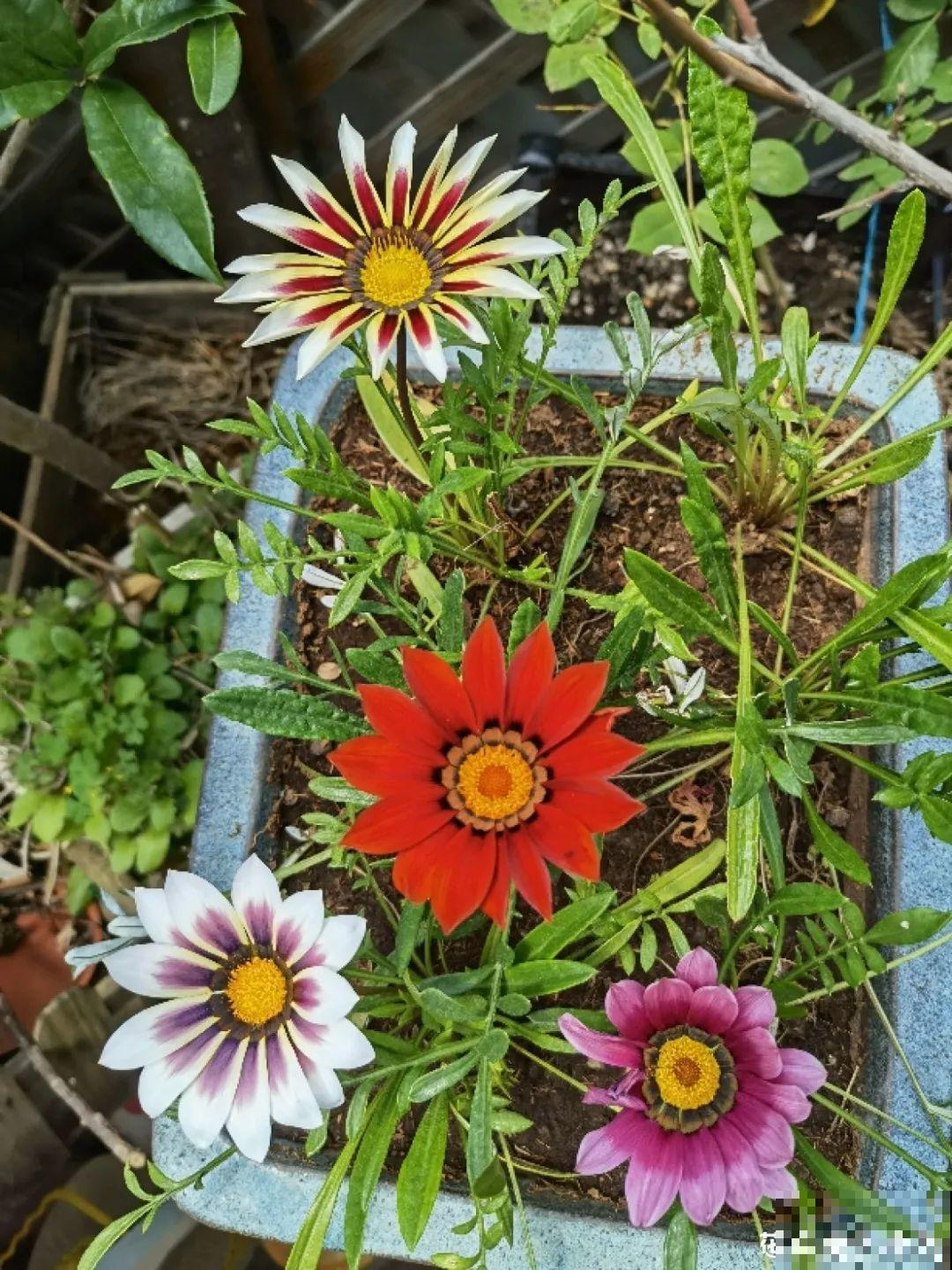 7种情况不能施肥,像毒药一样,浇完花就烧死 7种情况不能施肥,像毒药一样,浇完花就烧死