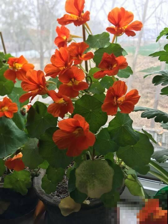 小阳台养花,选对品种是关键,这4种开花多还不占地儿 小阳台养花,选对品种是关键,这4种开花多还不占地儿