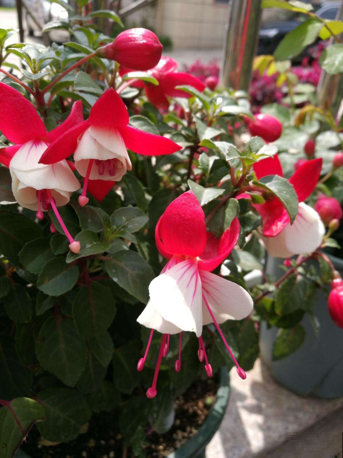 “小吊灯”呼呼掉花，原来是4点养护没注意