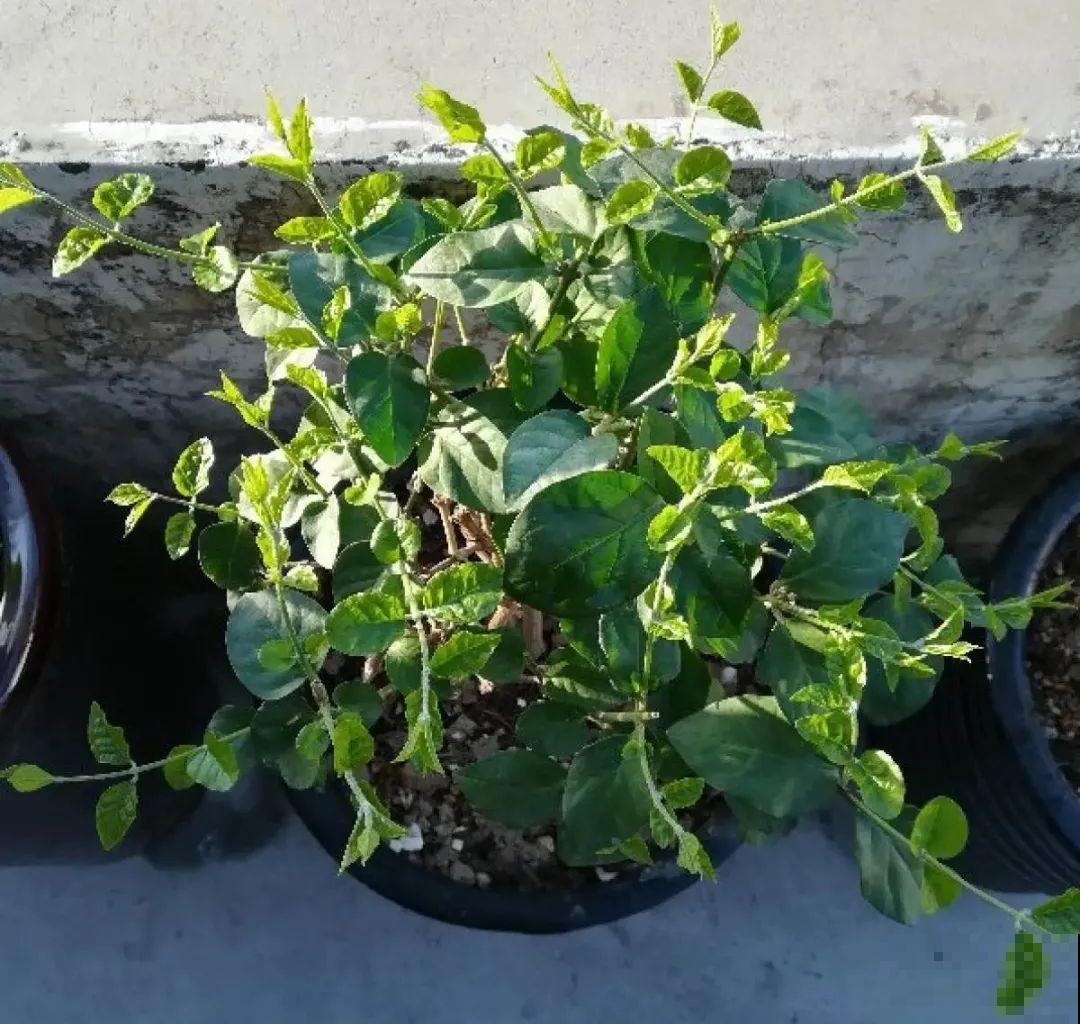 初春浇水要谨慎，浇水浇不对，小心全军覆没