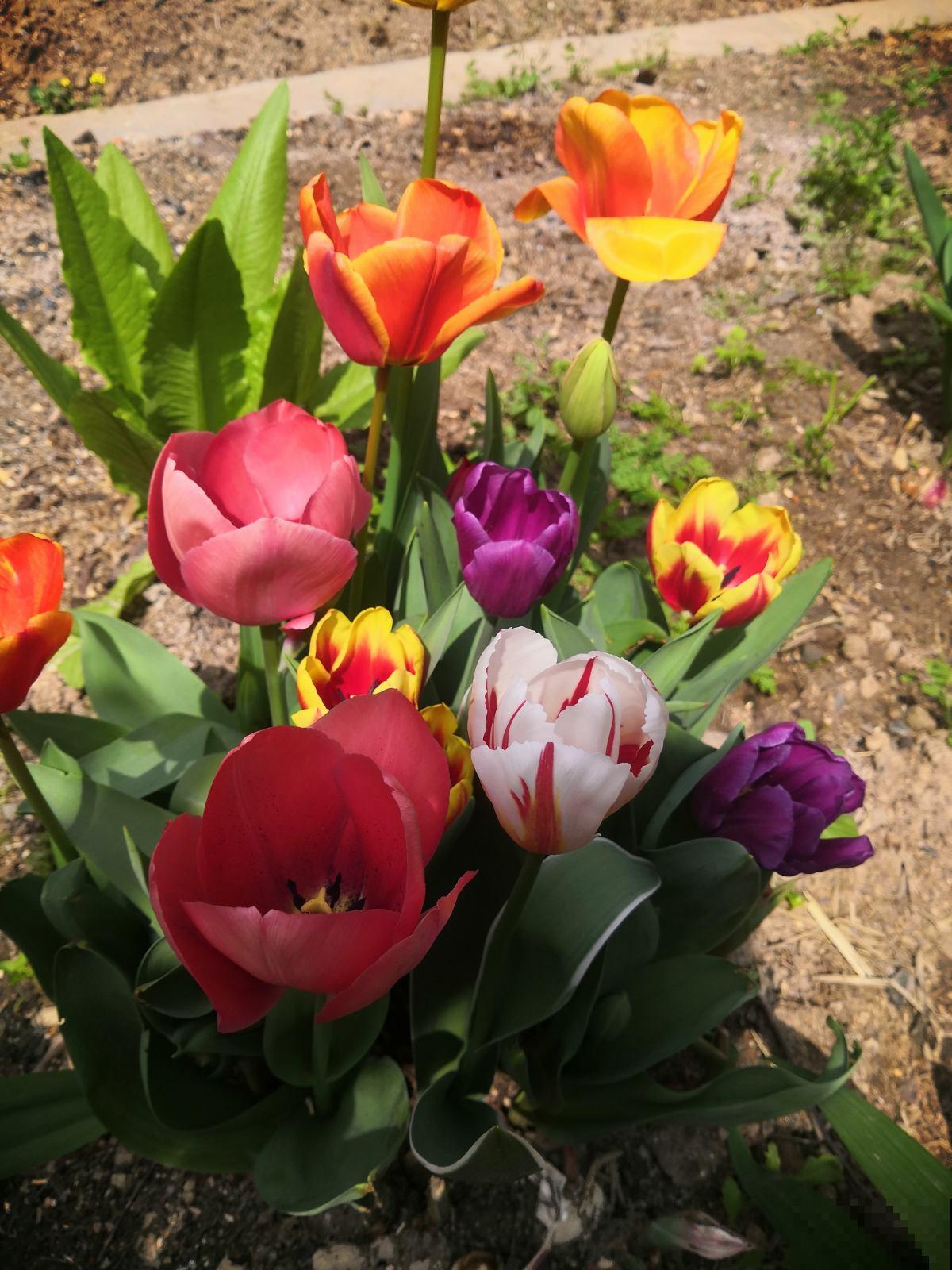 7种“命里带金”的花，在家养一盆，添福有好兆头