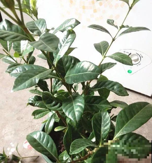 家里养了月季,花后使劲剪,越剪越开花,真省心 家里养了月季,花后使劲剪,越剪越开花,真省心