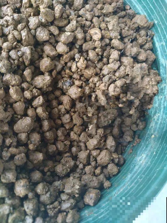 春天最佳繁殖季，扦插播种分株压条，成活率特高