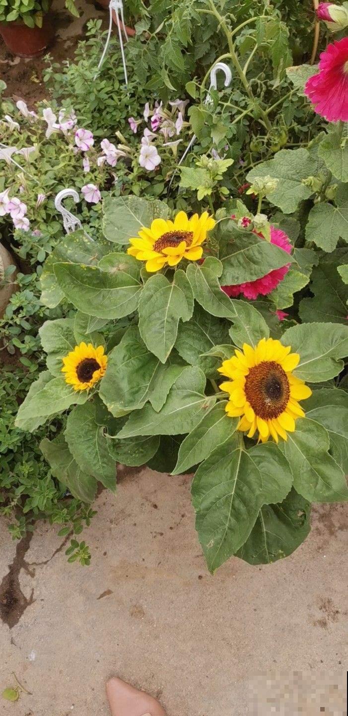 向日葵为什么总朝太阳开？原来都是因为怕光的它！