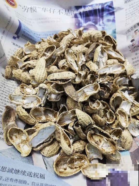 这些常见物，捡几个塞进花盆，花草从此不烂根！