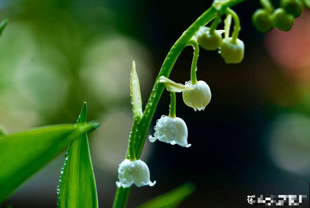 小花盆里养花,选对品种很重要,也能开花爆盆 小花盆里养花,选对品种很重要,也能开花爆盆