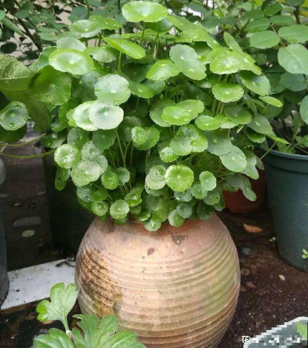 8种花开始慢慢睡醒了， 现在长得正旺，多浇水施肥， 开花更多！