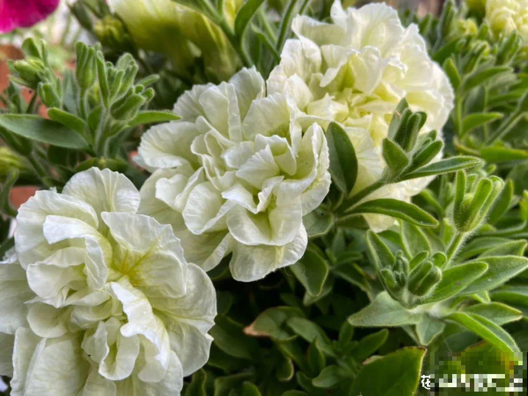 春天养盆绿色花,看着清爽干净,今年一定要养一盆 春天养盆绿色花,看着清爽干净,今年一定要养一盆