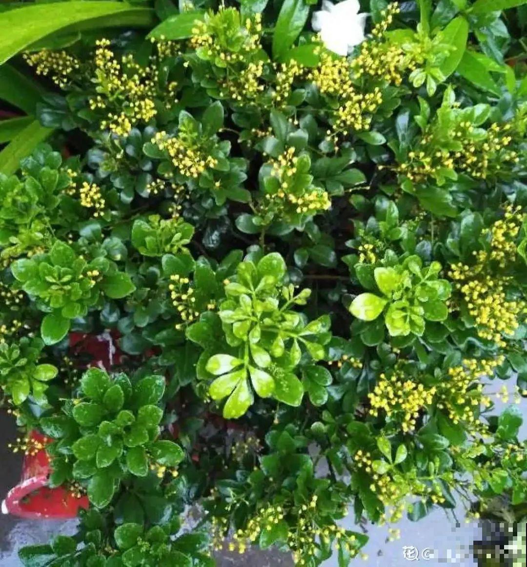 家里养盆香水花,满屋子飘香,还能净化空气 家里养盆香水花,满屋子飘香,还能净化空气