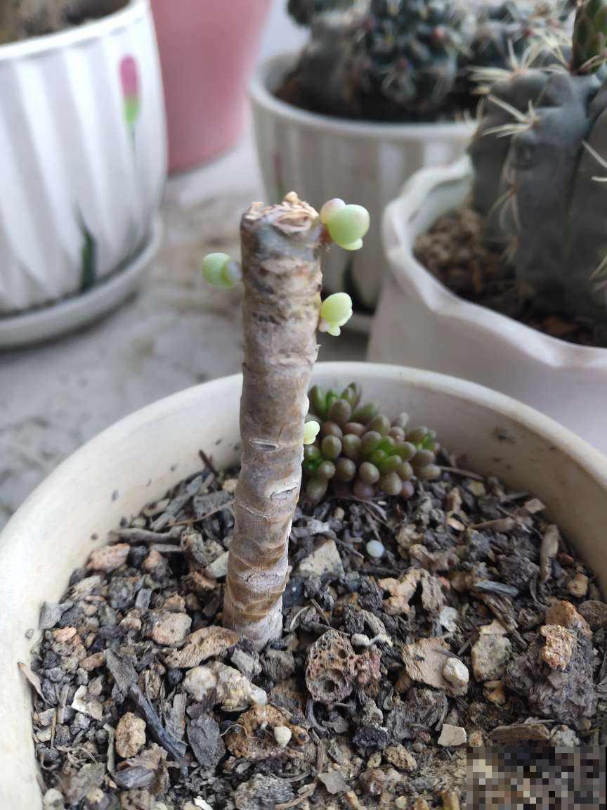 多肉长不动？一刀砍去头，轻松长爆盆！