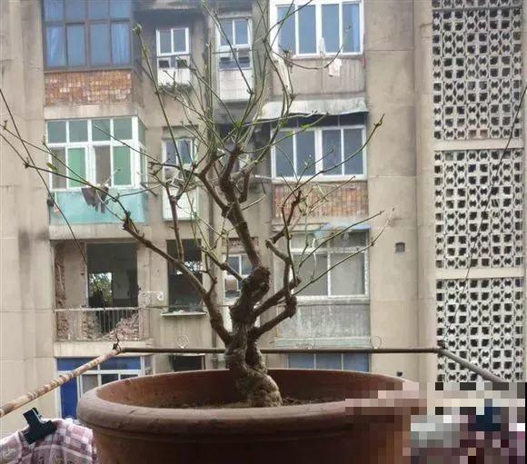 三角梅长不好?赶紧给它摘叶子,摘得越干净,长得越好 三角梅长不好?赶紧给它摘叶子,摘得越干净,长得越好