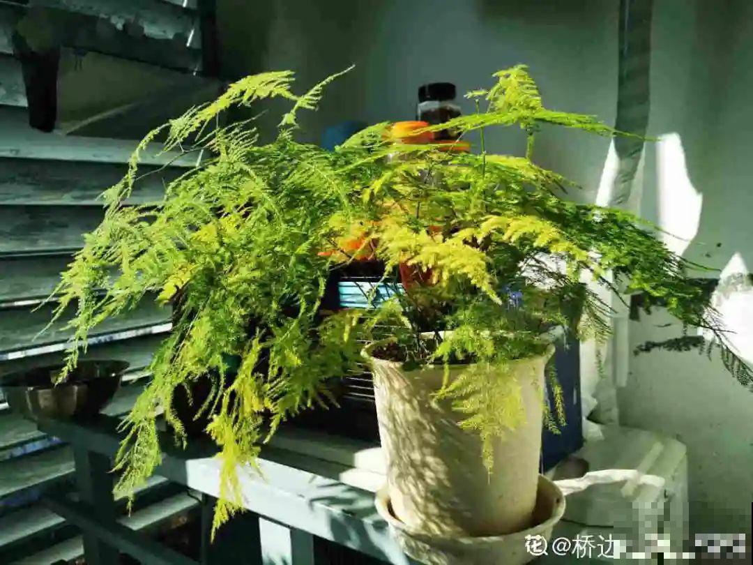 新买的绣球别猛晒，养在阴凉通风处最好，不然叶子全晒焦了