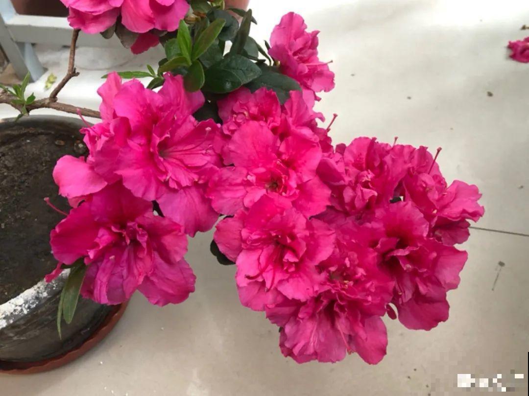 3月份养花,别急着搬出屋外,花容易死翘翘 3月份养花,别急着搬出屋外,花容易死翘翘