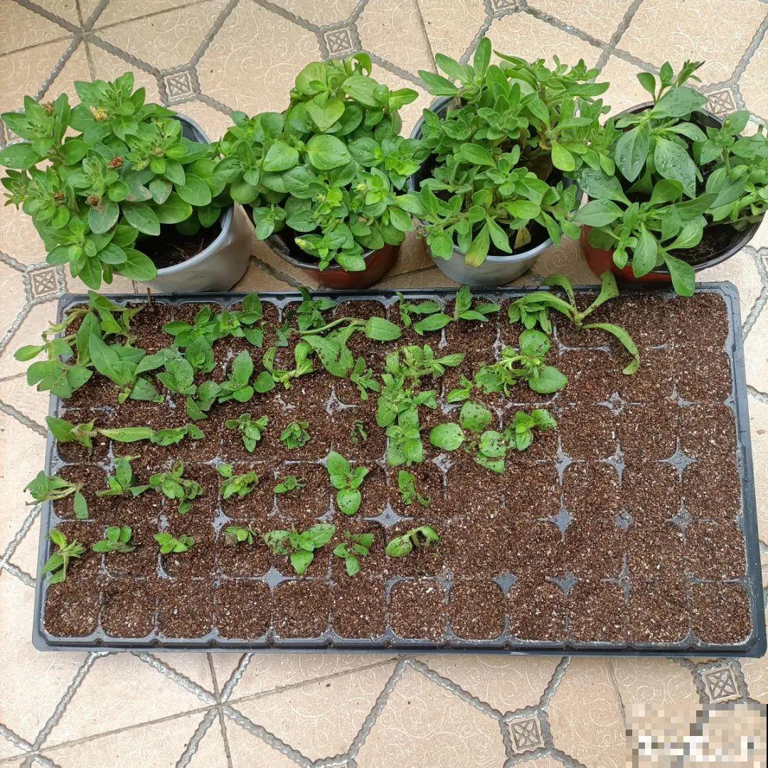 3种花打顶、扦插，可以同时进行，新手秒变大户