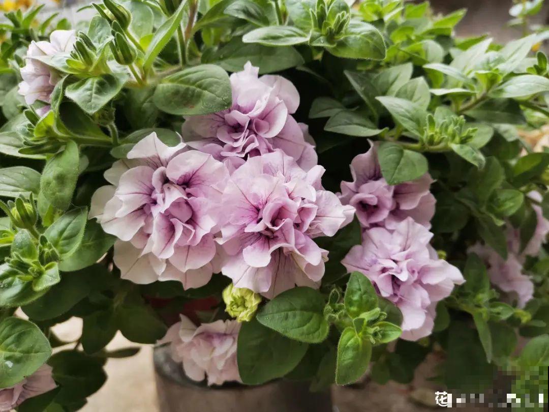 3种花打顶、扦插，可以同时进行，新手秒变大户