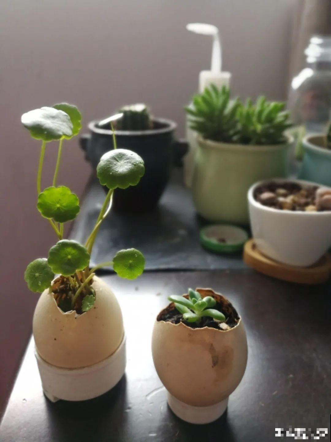 蛋壳里养多肉,长成老桩超好看,还能废物利用 蛋壳里养多肉,长成老桩超好看,还能废物利用