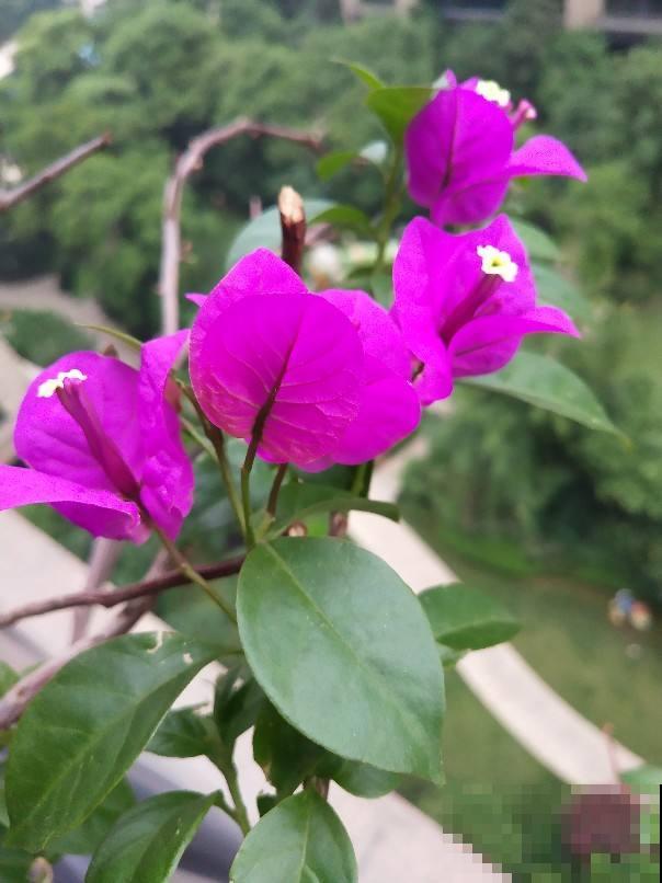 家里有个小院子，养花喝茶一辈子