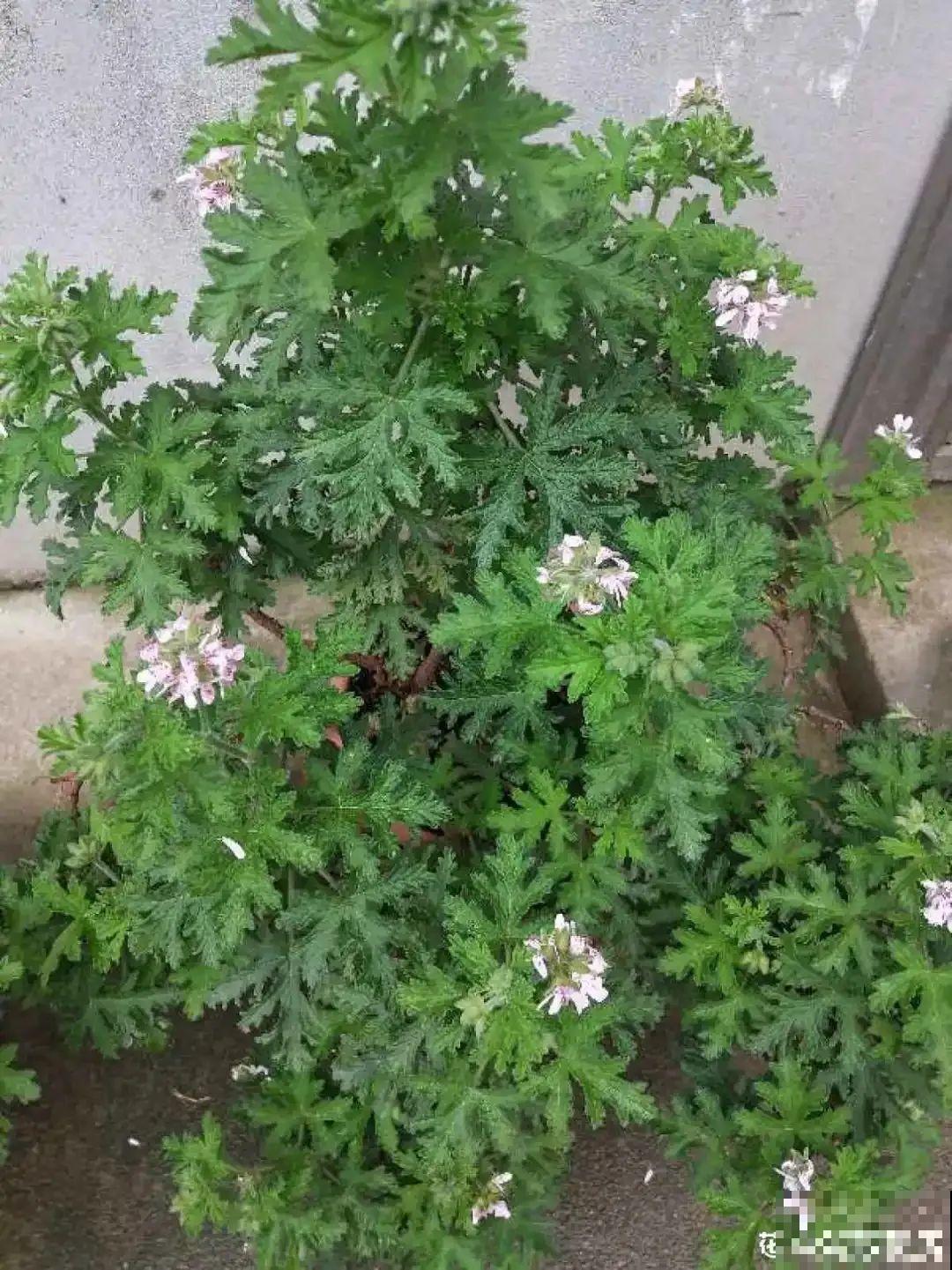 家里养盆“驱虫花”，蚊虫全被吓跑了，夜夜睡的香！