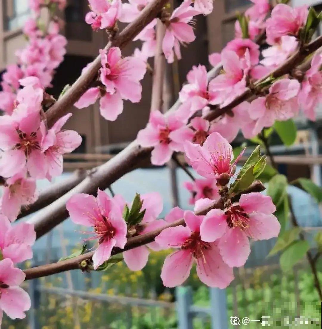 清明赏花，带上这份花卉图谱，变身行走的识花机器