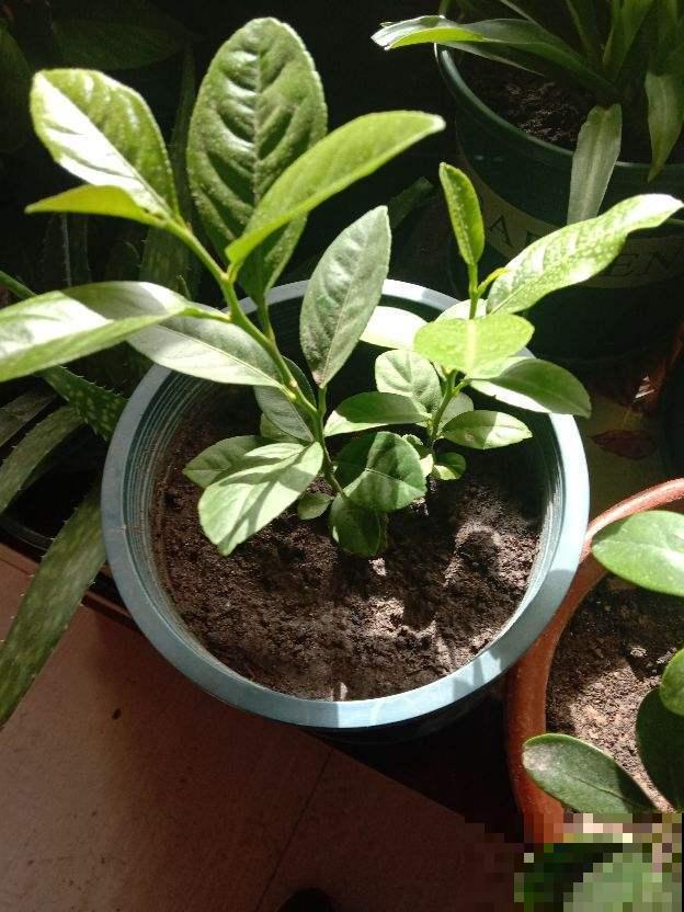 教你柠檬树的养殖方法,简单易活,在家就能“恰柠檬”! 教你柠檬树的养殖方法,简单易活,在家就能“恰柠檬”!