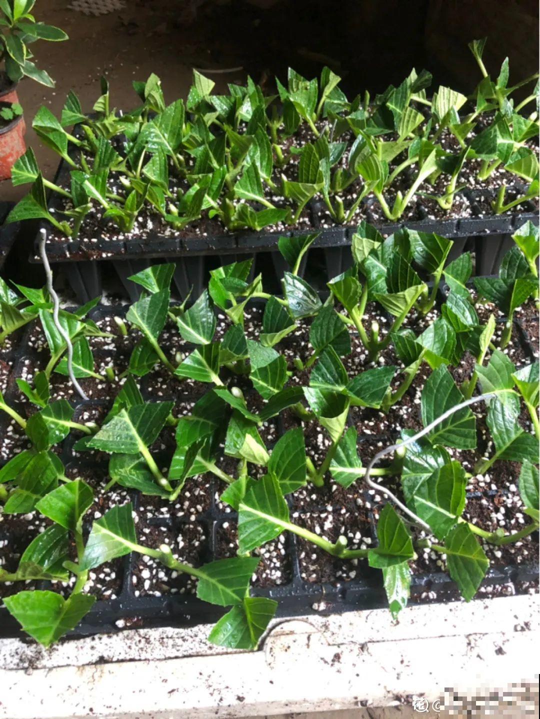 夏天扦插最好活，剪个枝条插土里，10天就生根！